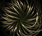 007 Clematis Seed Head "05