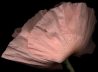 032 Pink Poppy 2, '04