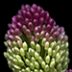 062 Drumstick Allium '20