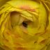 107 Yellow Ranunculus '09