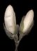 116 Star Magnolia Bud Pair '07