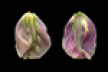 OverAndUnderLaBelleEpoqueTulipThumb